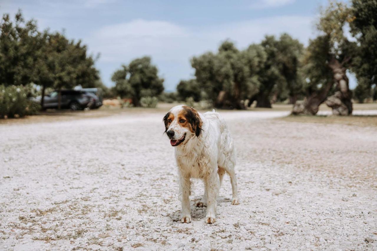 Masseria Garrappa Φαζάνο Εξωτερικό φωτογραφία